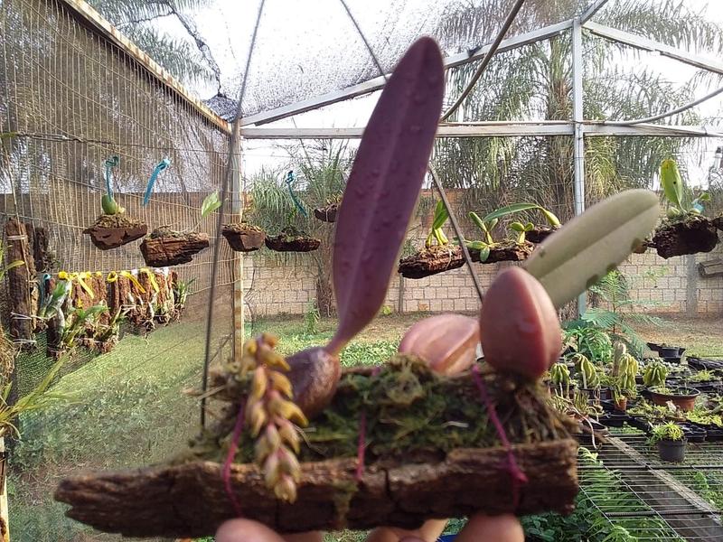 Imagem de Orquídea Bulbophyllum Tricorne Na Casca De Peroba