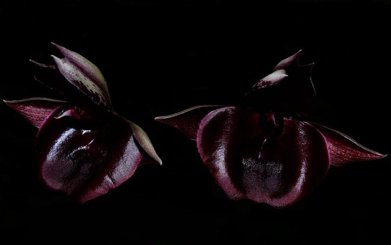 Orquídea Catasetum andorinha df - Cooperorchids Imagem de Orquídea Catasetum andorinha df