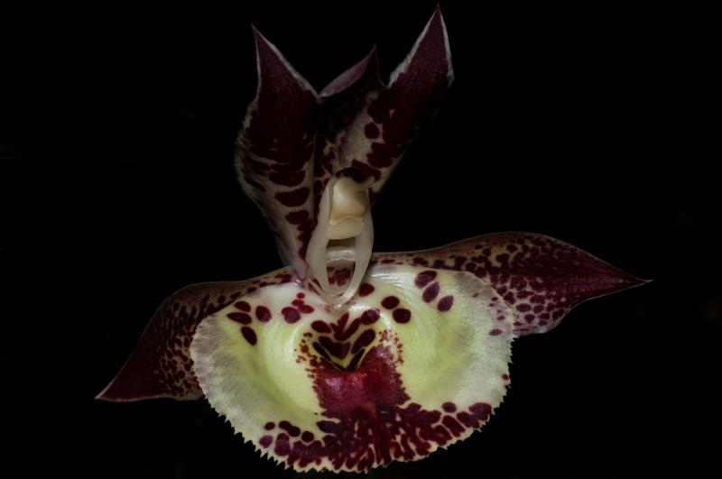 Imagem de Orquídea Catasetum joão stivalli x pileatum x dragons teeth x pileatum