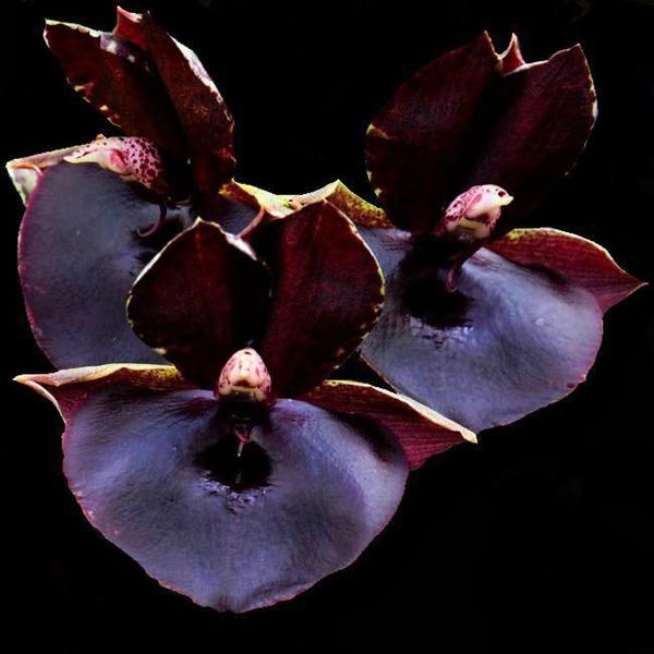 Imagem de Orquídea Catasetum john burchett x tenebrosum