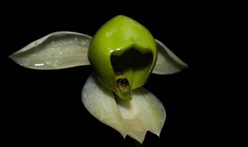 Imagem de Orquídea Catasetum matogrossense