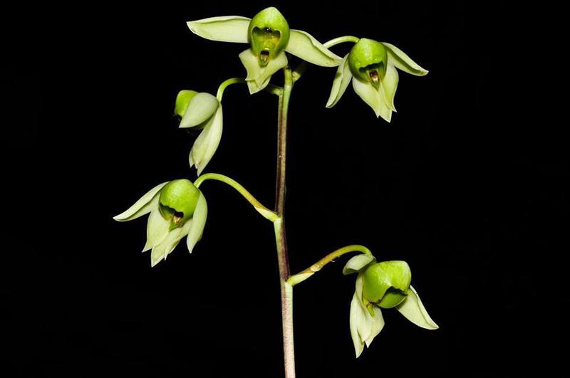 Orquídea Catasetum matogrossense - Cooperorchids Imagem de Orquídea Catasetum matogrossense