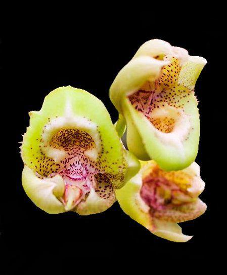 Orquídea Catasetum matogrossense X vinaceum - Cooperorchids Imagem de Orquídea Catasetum matogrossense X vinaceum