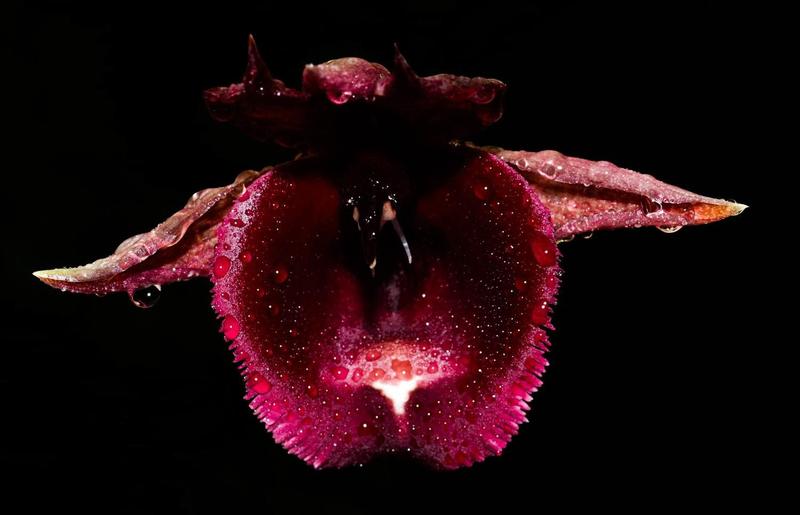 Orquídea Catasetum Pileatum Aurantiacum X Vinaceum Red - Cooperorchids Imagem de Orquídea Catasetum Pileatum Aurantiacum X Vinaceum Red