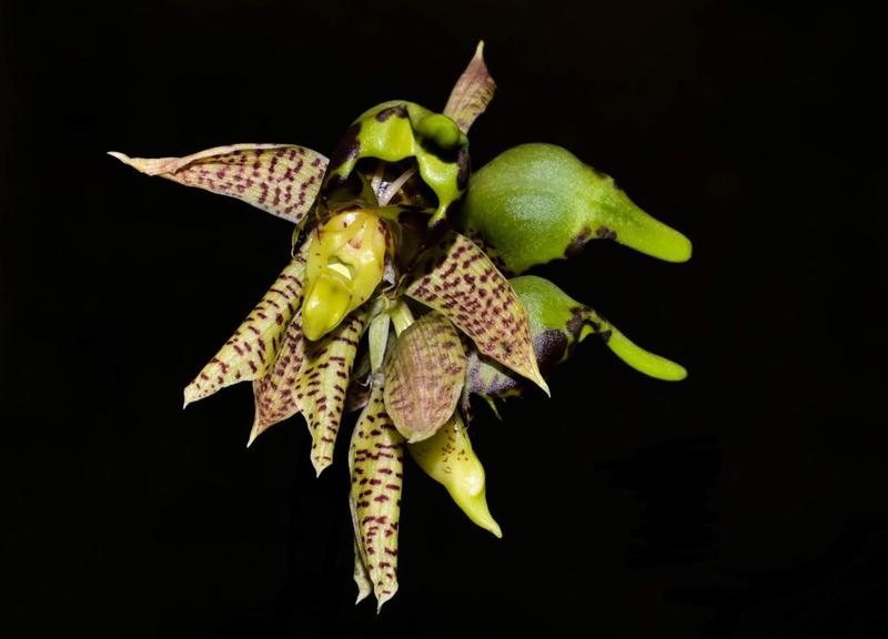 Imagem de Orquídea Catasetum Sanguineum Beleza Rara Para Seu Jardim