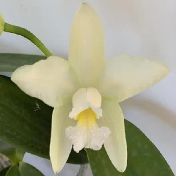 Imagem de Orquídea Cattleya Amethystoglossa Alba (3174)