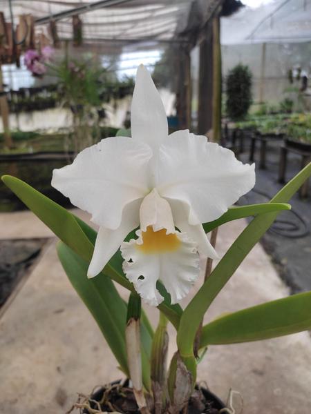 Imagem de Orquídea Cattleya Branca - Adulta