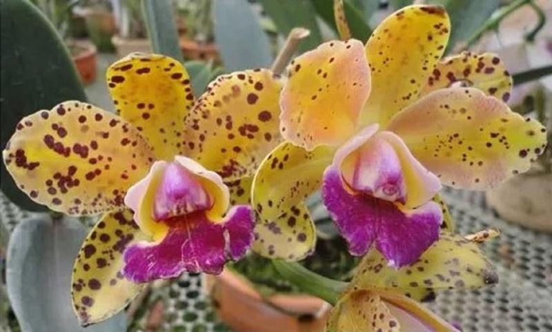 Imagem de Orquídea - Cattleya Corcovado - Colecionador