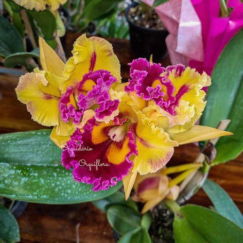 Imagem de Orquídea Cattleya Flor Amarela Planta Adulta