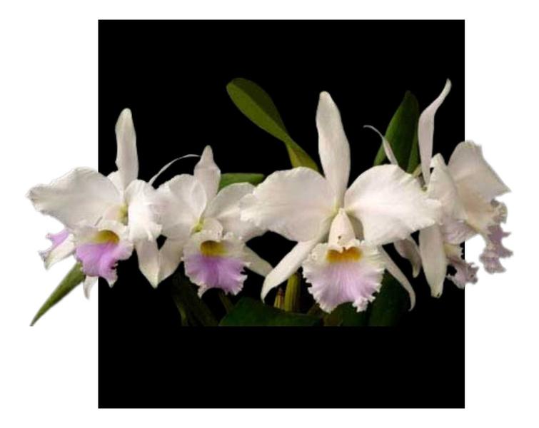 Imagem de Orquidea Cattleya Labiata Amesiana Df X Justina