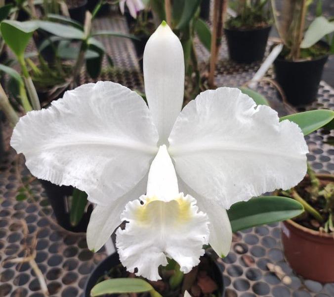 Imagem de Orquídea - Cattleya lueddemanniana var. alba