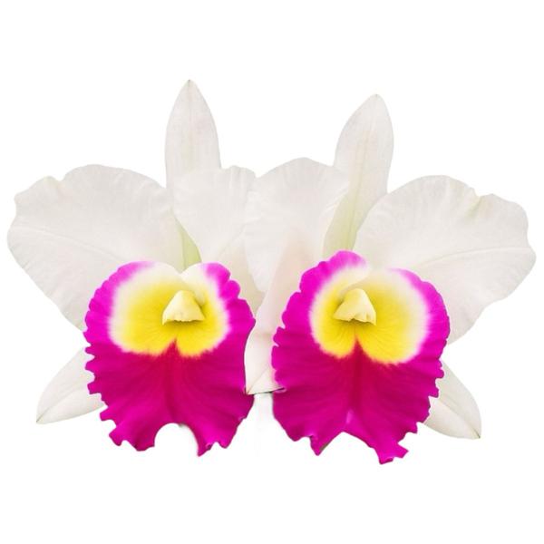 Orquídea Cattleya Memoria Anna Balmores Flores Grandes - Flores