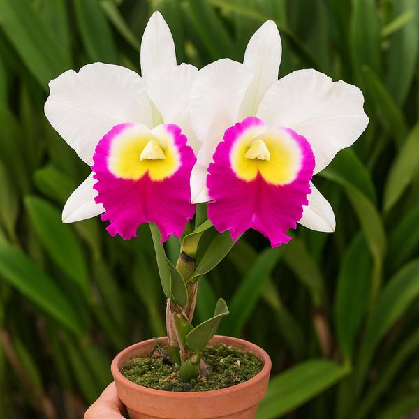 Orquídea Cattleya Memoria Anna Balmores Flores Grandes - Flores