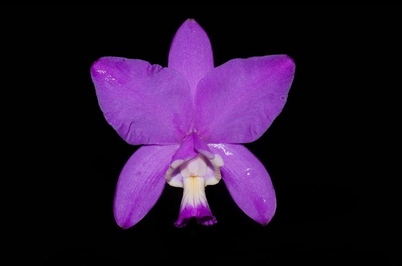 Orquídea Cattleya nobilior x loddigesii - Cooperorchids Imagem de Orquídea Cattleya nobilior x loddigesii