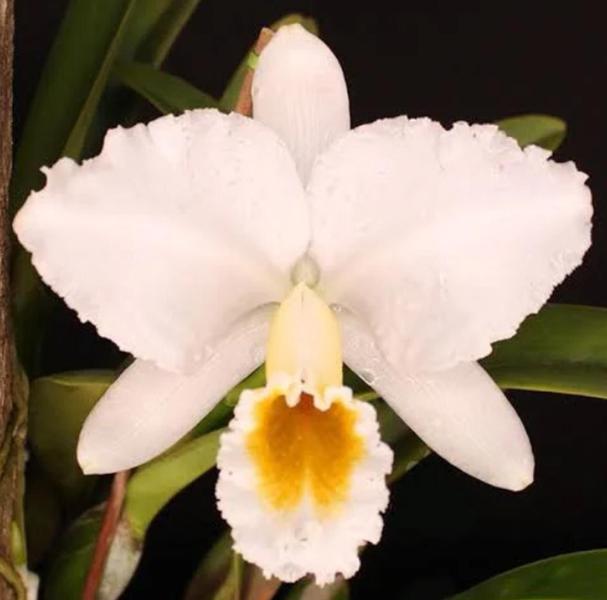 Orquídea Cattleya Persivaliana Alba pré adulta (J105) - Jardim com Flores Imagem de Orquídea Cattleya Persivaliana Alba pré adulta (J105)