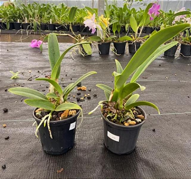 Orquídea Cattleya Persivaliana Alba pré adulta (J105) - Jardim com Flores Imagem de Orquídea Cattleya Persivaliana Alba pré adulta (J105)