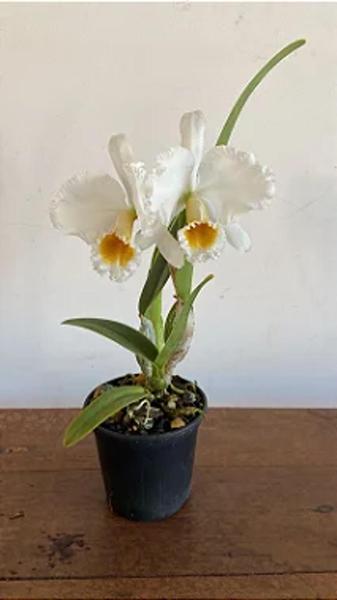 Orquídea Cattleya Persivaliana Alba pré adulta (J105) - Jardim com Flores Imagem de Orquídea Cattleya Persivaliana Alba pré adulta (J105)