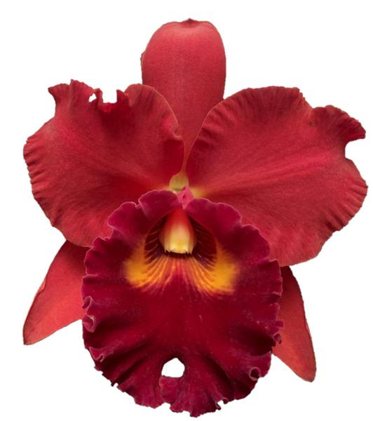 Imagem de Orquídea Cattleya Vermelha - Adulta