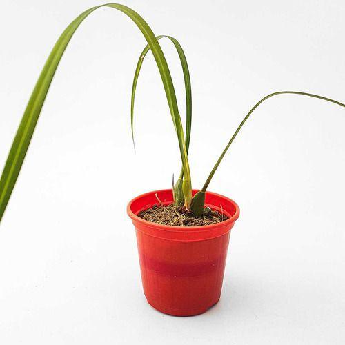 Imagem de Orquídea Cheiro Coco Maxillaria Tenuifolia Adulta Com Vaso.