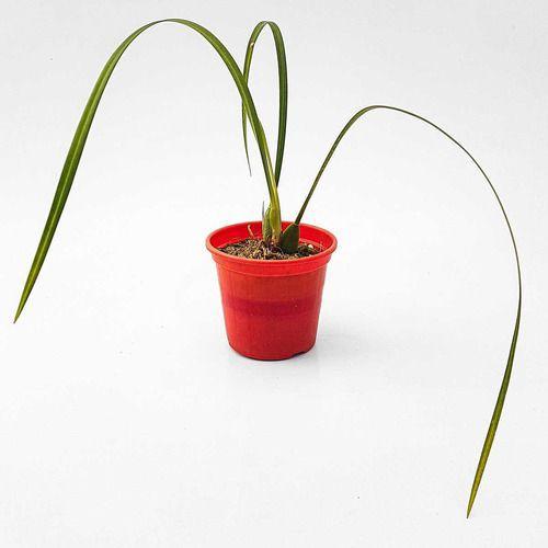 Imagem de Orquídea Cheiro Coco Maxillaria Tenuifolia Adulta Com Vaso.