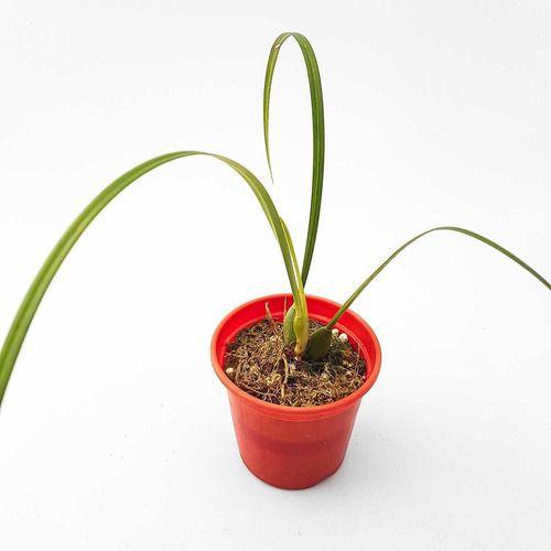 Imagem de Orquídea Cheiro Coco Maxillaria Tenuifolia Adulta Com Vaso.