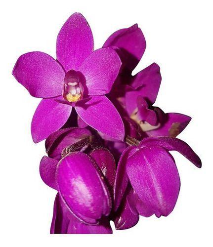 Imagem de Orquídea Cheiro De Uva Grapete Spathoglottis Unguiculata.