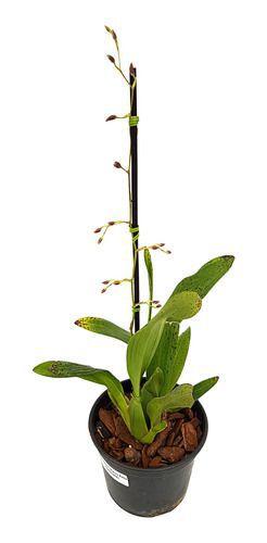 Imagem de Orquídea  Chocolate  Oncidium  Sharry  Baby.