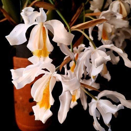 Imagem de Orquídea Coelogyne Cristata ! Planta Adulta !