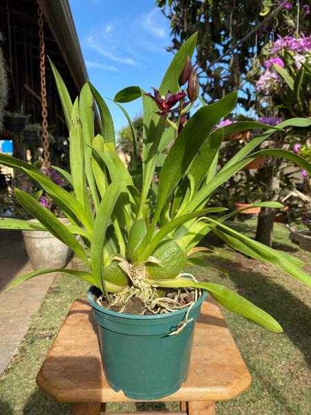 Imagem de Orquídea Colmanara Masai Red Planta Adulta