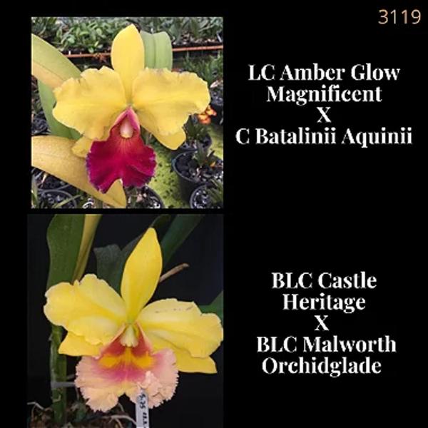 Orquídea Cruzamento Amber Glow Magnificent x Castle Heritage (3119) - Jardim com Flores Imagem de Orquídea Cruzamento Amber Glow Magnificent x Castle Heritage (3119)