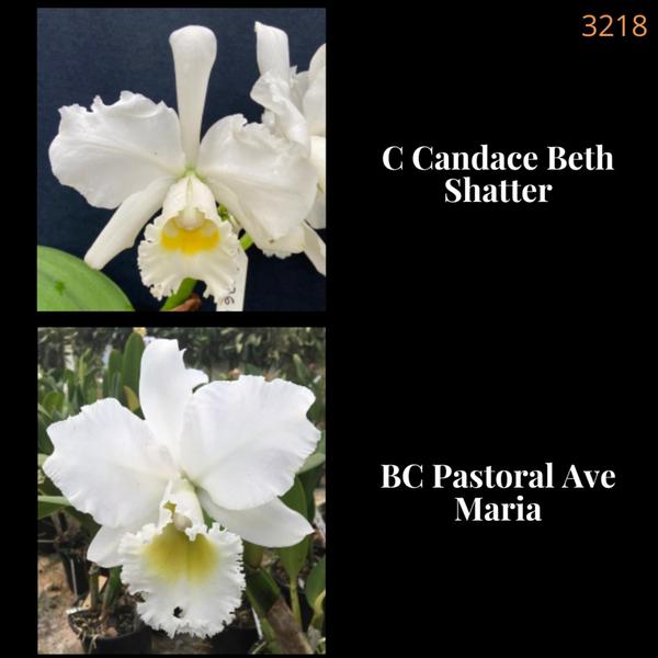 Orquídea Cruzamento Candace Beth Shatter X Pastoral Ave Maria (3218) - Jardim com Flores Imagem de Orquídea Cruzamento Candace Beth Shatter X Pastoral Ave Maria (3218)