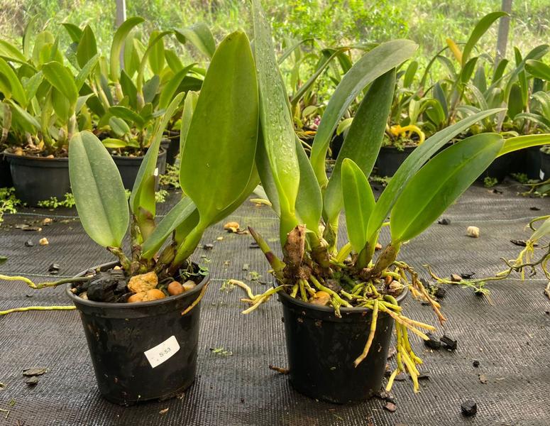 Orquídea Cruzamento Candace Beth Shatter X Pastoral Ave Maria (3218) - Jardim com Flores Imagem de Orquídea Cruzamento Candace Beth Shatter X Pastoral Ave Maria (3218)