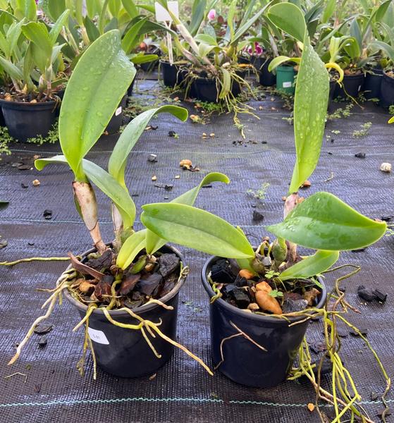 Orquídea Cruzamento Candace Beth Shatter X Pastoral Ave Maria (3218) - Jardim com Flores Imagem de Orquídea Cruzamento Candace Beth Shatter X Pastoral Ave Maria (3218)