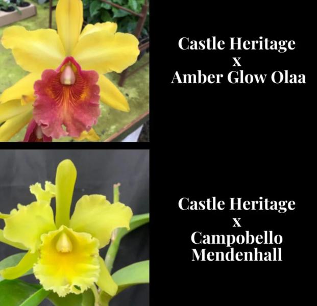 Orquídea Cruzamento Castle Heritage (3121) - Jardim com Flores Imagem de Orquídea Cruzamento Castle Heritage (3121)