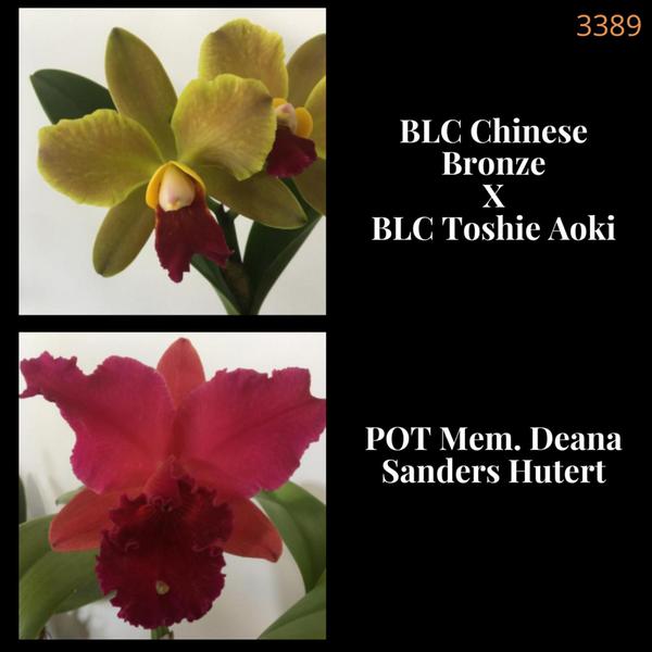 Orquídea Cruzamento Chinese Bronze x Deana Sanders Hutert (3389) - Jardim com Flores Imagem de Orquídea Cruzamento Chinese Bronze x Deana Sanders Hutert (3389)