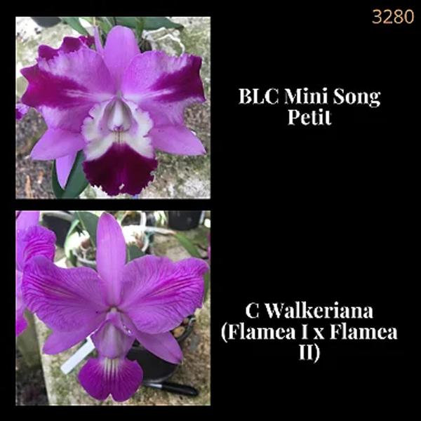 Orquídea Cruzamento Mini Song Petit x C Walkeriana (3280) - Jardim com Flores Imagem de Orquídea Cruzamento Mini Song Petit x C Walkeriana (3280)