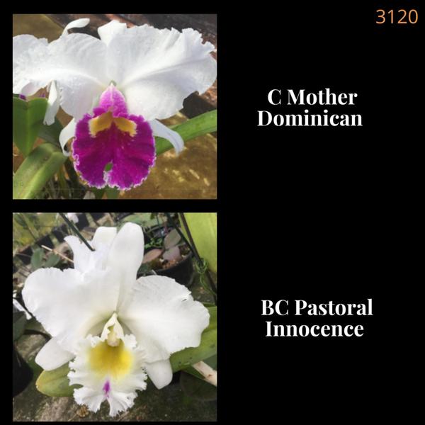 Orquídea Cruzamento Mother Dominican X Pastoral Innocence (3120) - Jardim com Flores Imagem de Orquídea Cruzamento Mother Dominican X Pastoral Innocence (3120)
