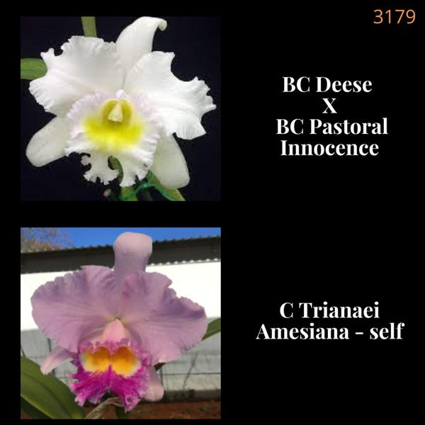Orquídea Cruzamento Pastoral Innocence X Trianaei Amesiana (3179 - 3180) - Jardim com Flores Imagem de Orquídea Cruzamento Pastoral Innocence X Trianaei Amesiana (3179 - 3180)