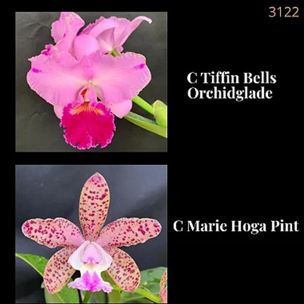 Orquídea Cruzamento Tiffin Bells Orchidglade X Marie Hoga Pint (3122) - Jardim com Flores Imagem de Orquídea Cruzamento Tiffin Bells Orchidglade X Marie Hoga Pint (3122)