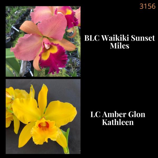 Imagem de Orquídea Cruzamento Waikiki Sunset Miles X Amber Glon Kathleen (3156)