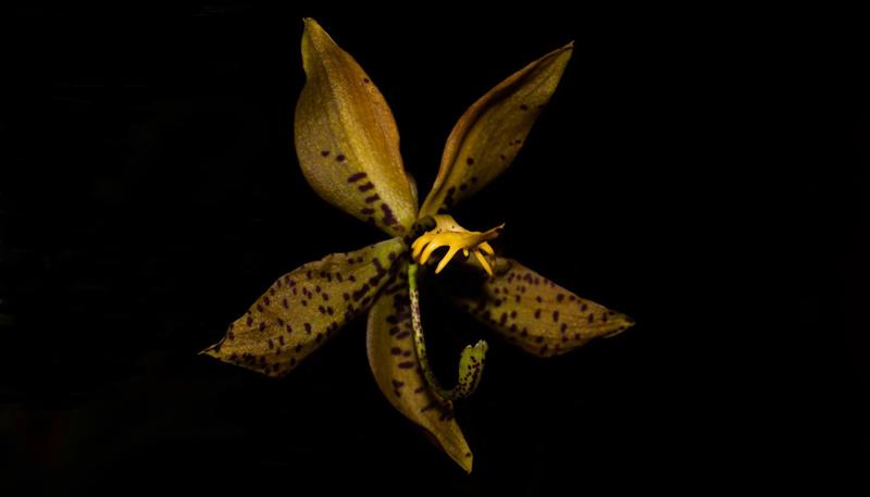 Imagem de Orquídea Cycnoches lehmannii x barthiorum