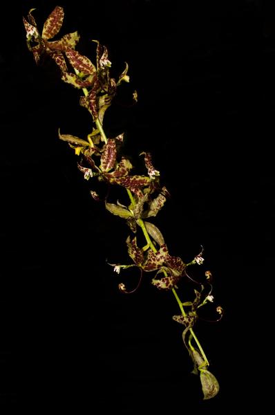 Imagem de Orquídea Cycnoches pentadactilum x egertonianum