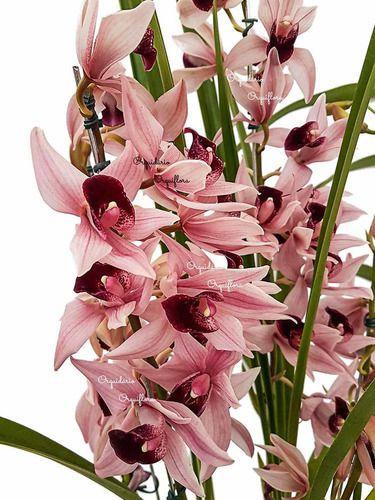 Imagem de Orquídea Cymbidium Devon Planta Adulta Rara Flor Linda