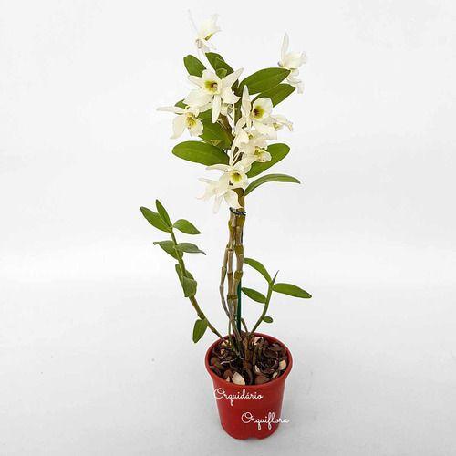 Imagem de Orquídea Dendrobium Albiflorum Planta Adulta Flor Branca