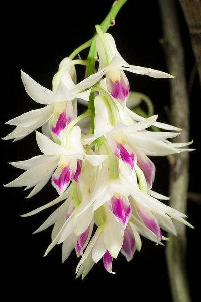 Orquídea Dendrobium Amethystoglossum Adulta - Exclusividade para Sua Coleção - DoceL@r Imagem de Orquídea Dendrobium Amethystoglossum Adulta - Exclusividade para Sua Coleção