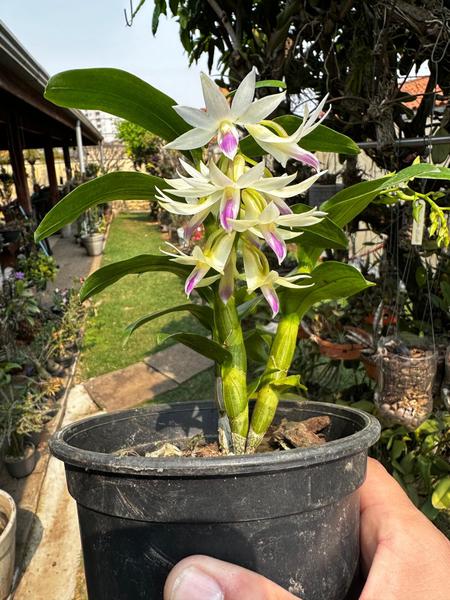 Orquídea Dendrobium Amethystoglossum Adulta - Exclusividade para Sua Coleção - DoceL@r Imagem de Orquídea Dendrobium Amethystoglossum Adulta - Exclusividade para Sua Coleção