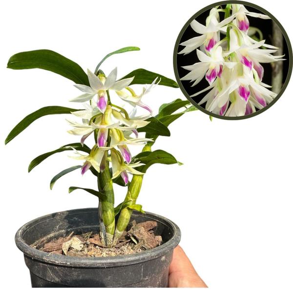 Imagem de Orquídea Dendrobium Amethystoglossum Adulta - Exclusividade para Sua Coleção