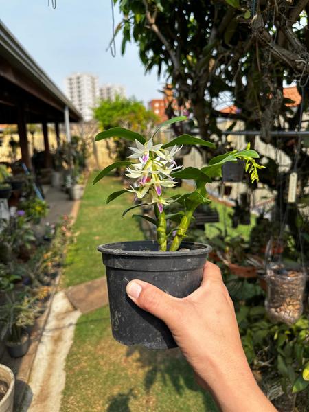 Orquídea Dendrobium Amethystoglossum Adulta - Exclusividade para Sua Coleção - DoceL@r Imagem de Orquídea Dendrobium Amethystoglossum Adulta - Exclusividade para Sua Coleção