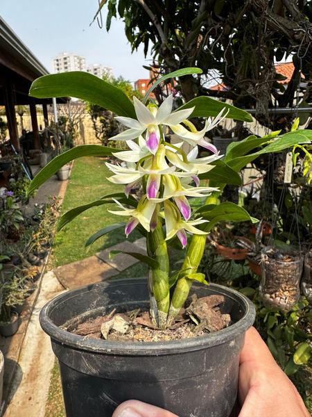 Orquídea Dendrobium Amethystoglossum Adulta - Exclusividade para Sua Coleção - DoceL@r Imagem de Orquídea Dendrobium Amethystoglossum Adulta - Exclusividade para Sua Coleção