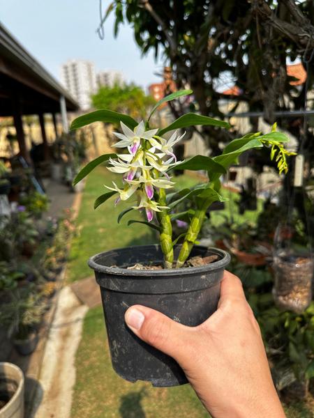 Orquídea Dendrobium Amethystoglossum Adulta - Exclusividade para Sua Coleção - DoceL@r Imagem de Orquídea Dendrobium Amethystoglossum Adulta - Exclusividade para Sua Coleção